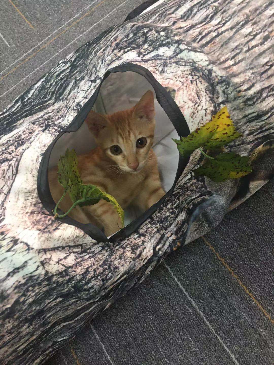 Katt Tunnel Träd