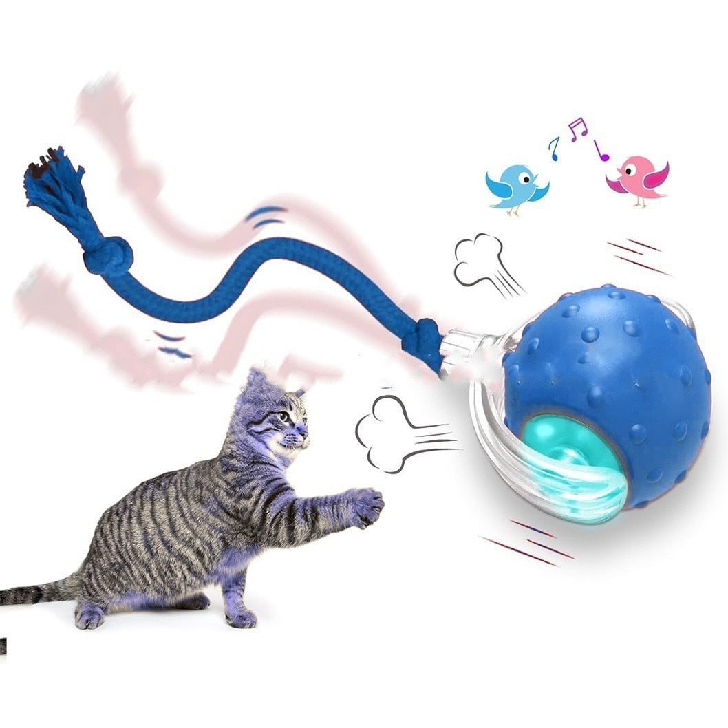 Katt Lek Boll Med Svans