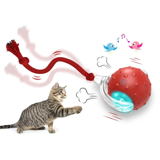 Katt Lek Boll Med Svans